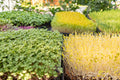 Boîte de pousses 4 / 5 variétés