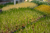 Micropousses de pois Mange-Tout