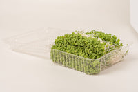 Moutarde Wasabi (Micropousse)
