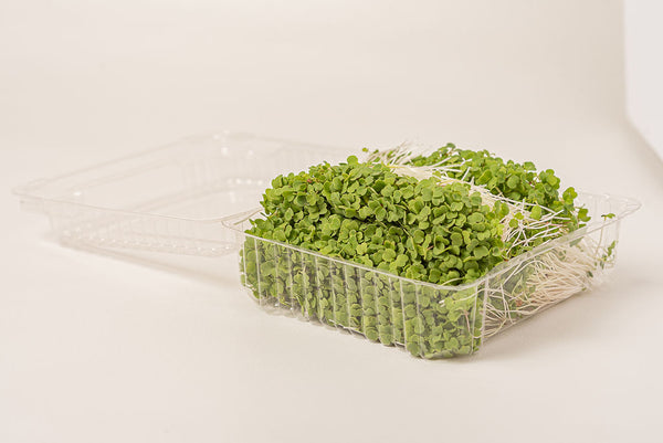 Moutarde Wasabi (Micropousse)