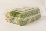 Moutarde Wasabi (Micropousse)